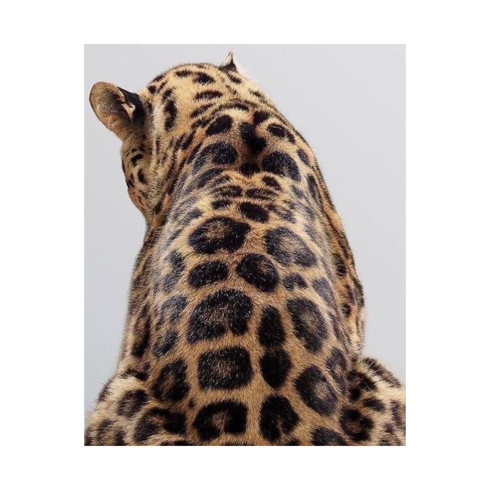 LEOPARD poster